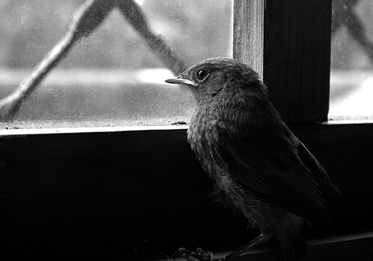 Cogito Ergo Sum - Photo by Denise O'Donnell