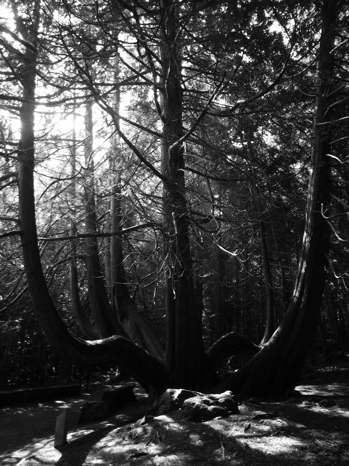 Bare Boned Tree - Photo By Emily O'Sullivan