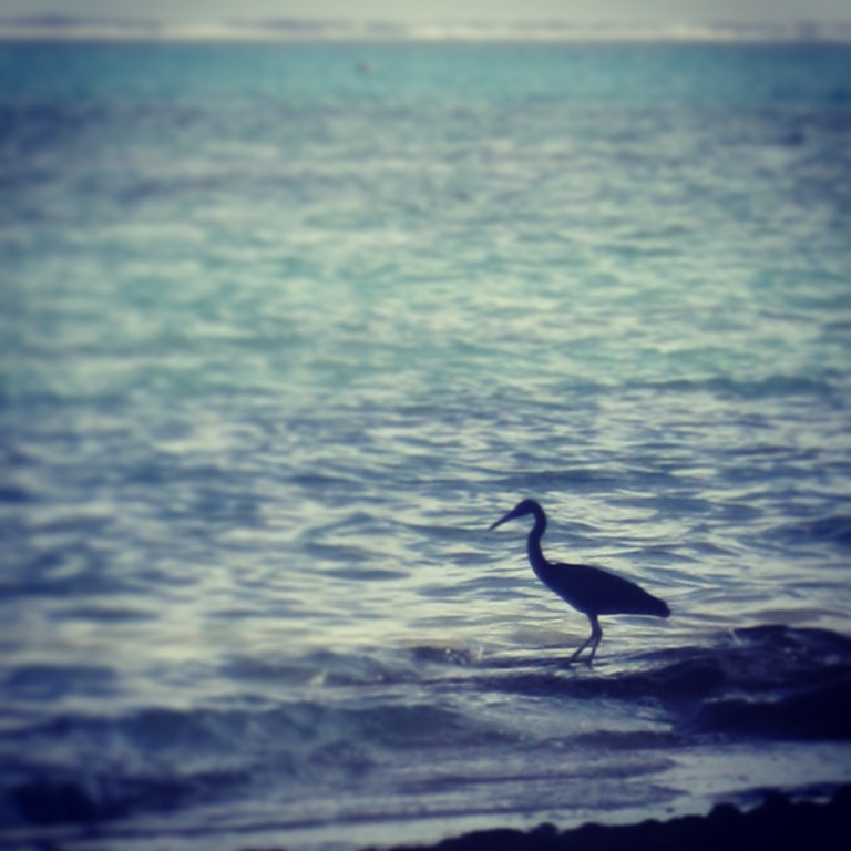 The Line Of The Tide - Photo by Amy Kennelly