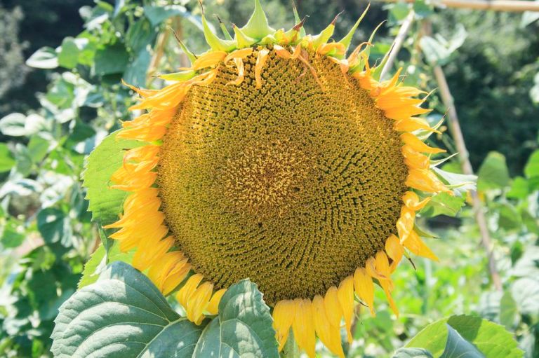 Turn Your Face Into The Sun - Photo by Denise O'Donnell